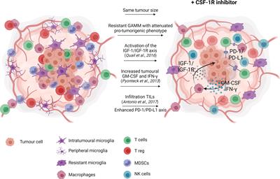 The Colony Stimulating Factor-1 Receptor (CSF-1R)-Mediated Regulation of Microglia/Macrophages as a Target for Neurological Disorders (Glioma, Stroke)